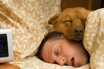 男性の上で眠る犬