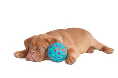 ボールの横に寝そべる犬