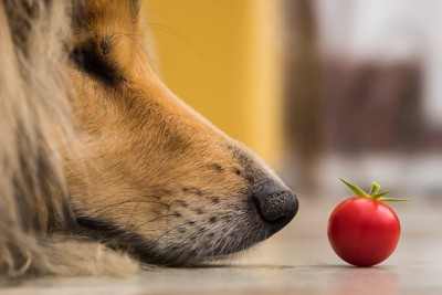 トマトを見つめる犬