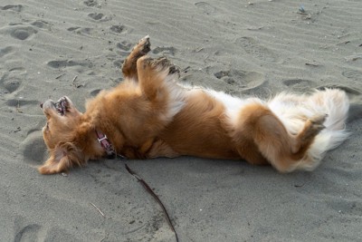 砂浜でゴロスリする犬