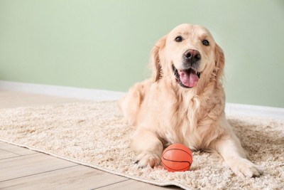 ボールを持ってきて微笑む犬