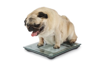 太って体重計を見ている犬