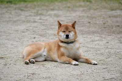 砂の地面で休む柴犬