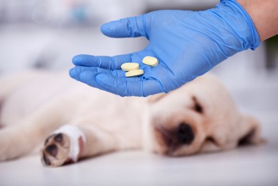 受診中の子犬と薬を持つ獣医師の手