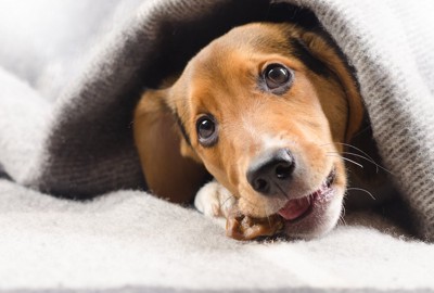 毛布の下でおやつを噛んでくつろぐ犬