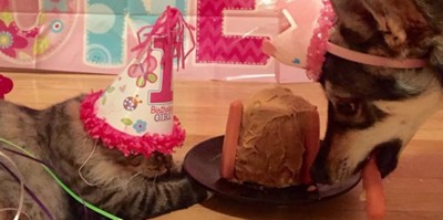 誕生日を祝うハスキー犬とキジトラ猫