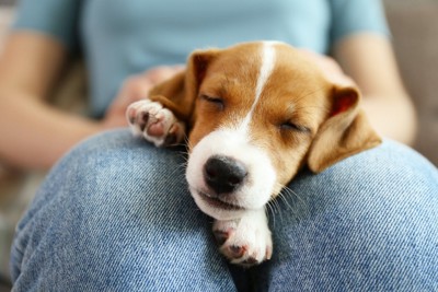 飼い主の膝の上で眠る子犬