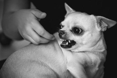 歯を剥き出す犬