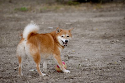 ボールで遊ぶ柴犬