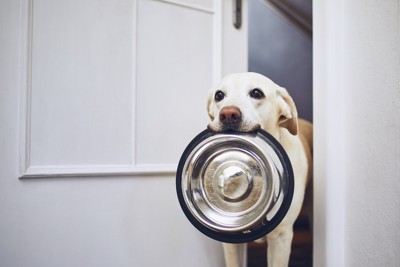 食器をくわえている犬