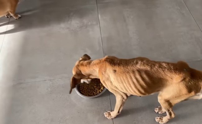 食べ続ける犬