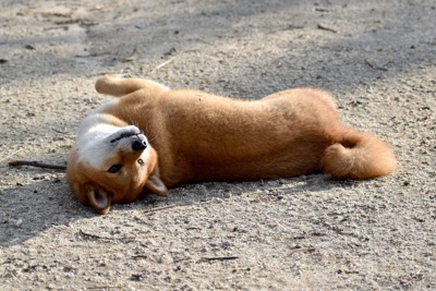 砂の地面に寝転がる柴犬