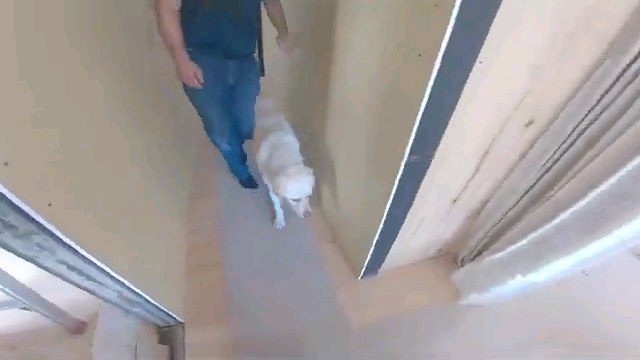 廊下にいる犬と人