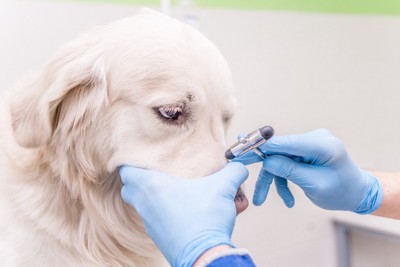 鼻を診察される犬