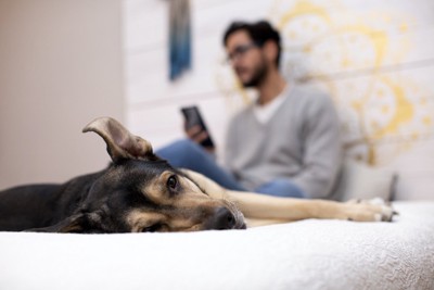 スマートフォンを見る男性と退屈そうに寝そべる犬