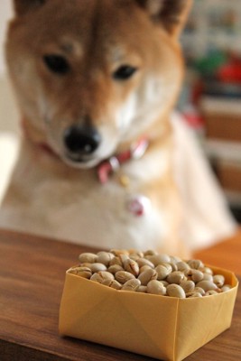 豆を見つめる柴犬