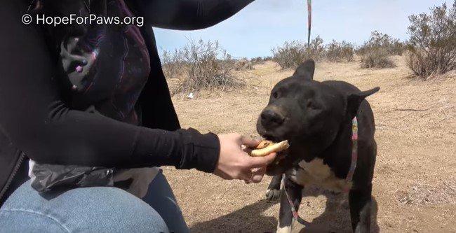 食べ物に食いつく犬