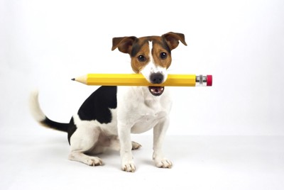 鉛筆を咥える犬
