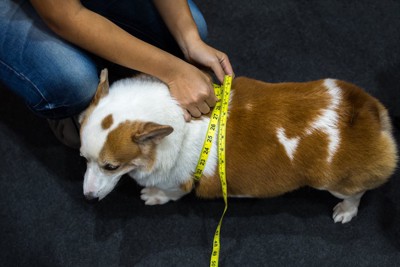 メジャーで腹囲を測られている犬