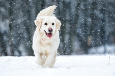 雪が降る中で楽しそうに走る犬