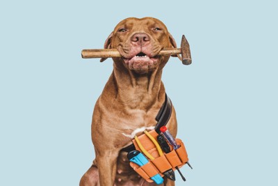 工具と犬