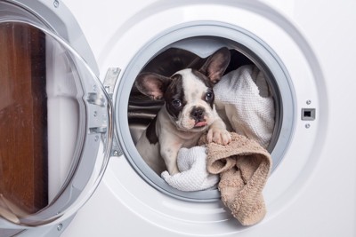 洗濯機の中の犬
