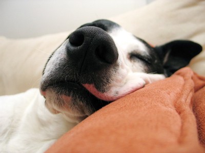 眠る犬の鼻のアップ