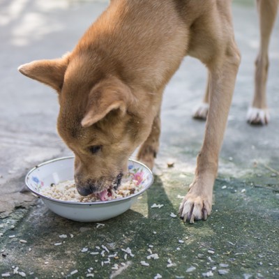 ご飯を食べている犬