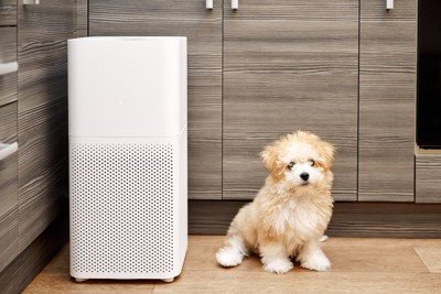 子犬と空気清浄機
