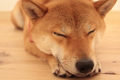 眠る柴犬