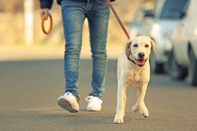 散歩をする犬と人