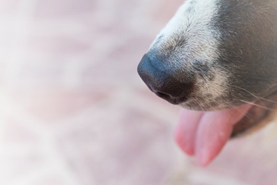犬の鼻と口