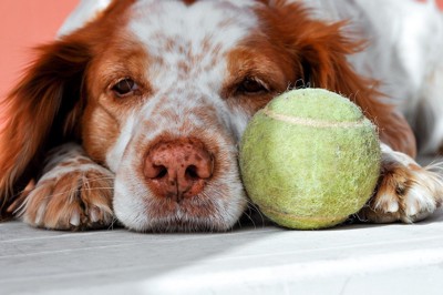 テニスボールと犬