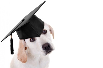 卒業式の帽子をかぶったラブラドール