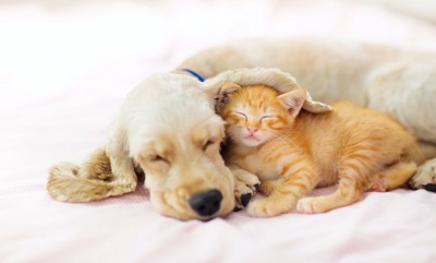 寄り添って一緒に眠る犬と子猫