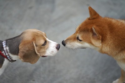 鼻と鼻を近付けるビーグルと柴犬