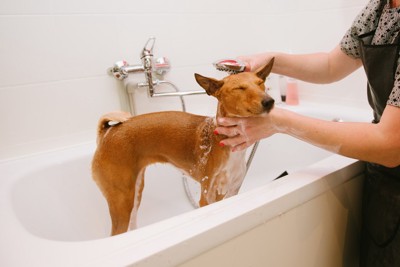 お風呂で洗われる犬