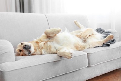 ソファーの上で仰向けに寝転がる犬