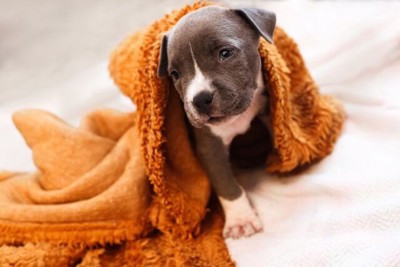 犬毛布
