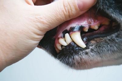 犬の歯茎をチェック