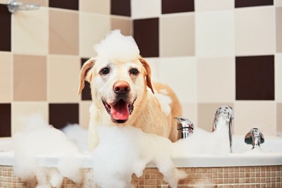 お風呂場で泡まみれになっている犬