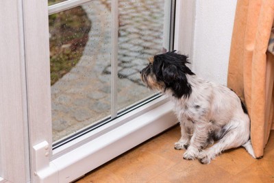 窓際で外を見つめる犬の横顔