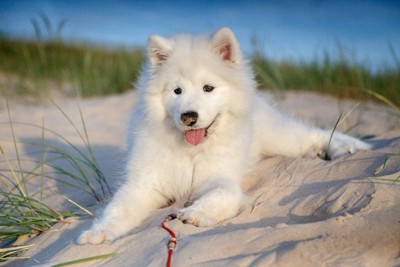 砂浜に座るサモエドの子犬