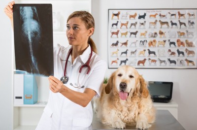 診察台の上の犬とレントゲン写真を見る獣医師