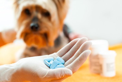 薬を持っている飼い主と犬の写真