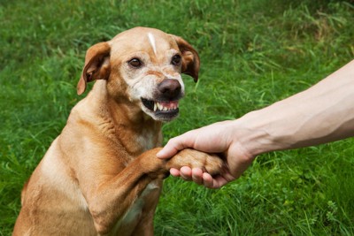 手を握られて歯を見せる垂れ耳の犬