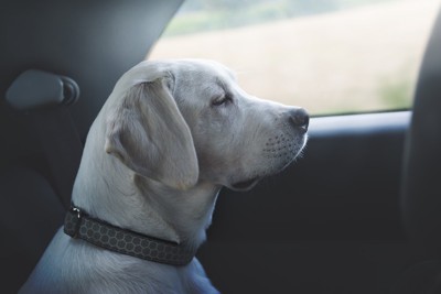 車に乗る白い犬