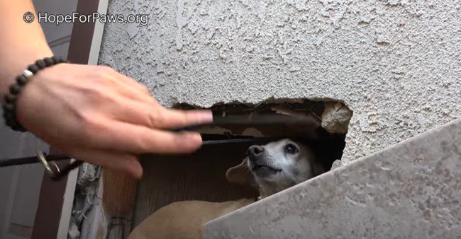 壁の穴に隠れる犬