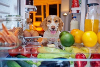 冷蔵庫を覗く犬