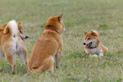 野原で遊ぶ三頭の柴犬